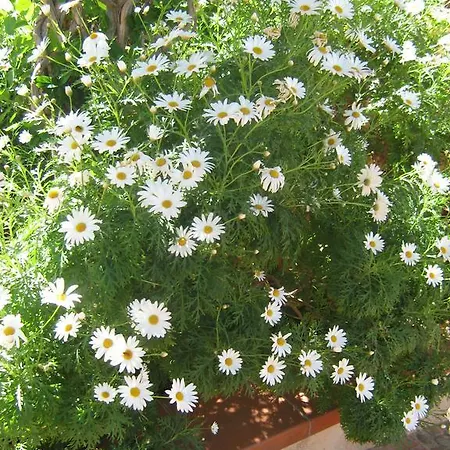 Apartment Terrazza Mimosa